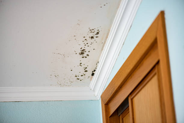 Best Certified Mold Removal  in Alorton, IL