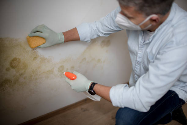 Best Affordable Mold Removal  in Alorton, IL