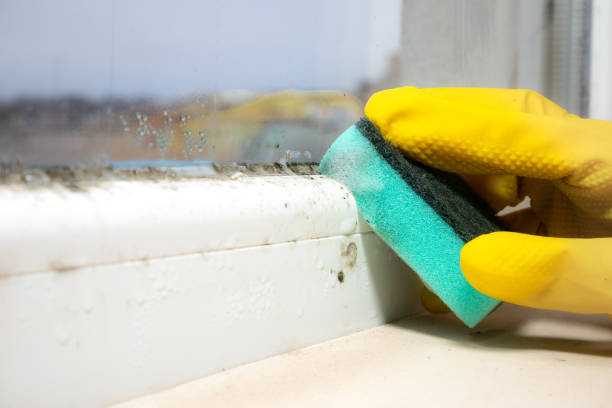 Mold Removal and Inspection in Alorton, IL