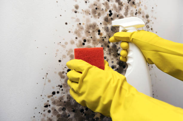 Best Fast Mold Removal  in Alorton, IL