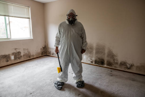 Best Certified Mold Removal  in Alorton, IL