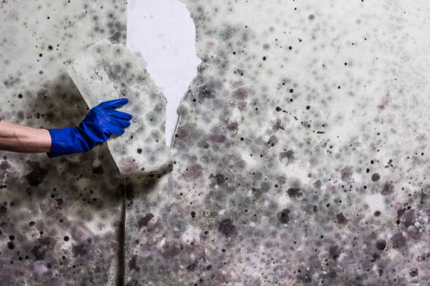 Crawl Space Mold Removal in Alorton, IL