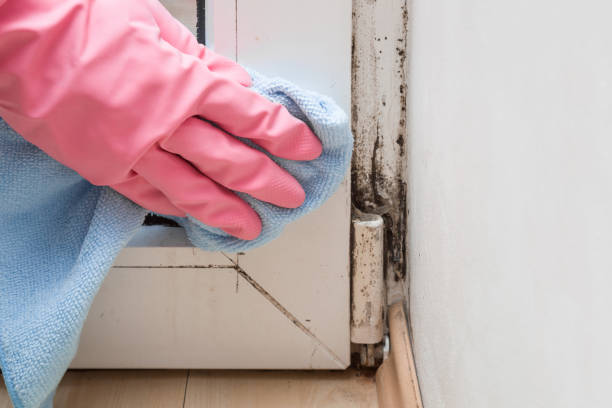 Best Attic Mold Removal  in Alorton, IL