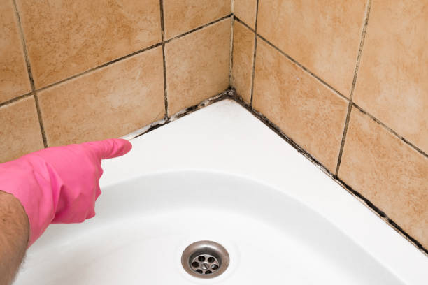 Best Mold Remediation  in Alorton, IL