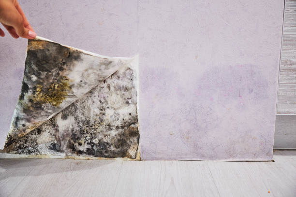 Best Mold Removal and Inspection  in Alorton, IL